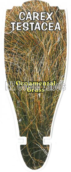 CAREX testacea - Click Image to Close