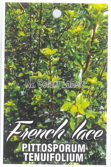 PITTOSPORUM French Lace - Click Image to Close