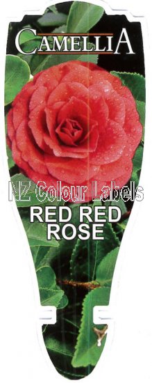 CAMELLIA Red Red Rose - Click Image to Close