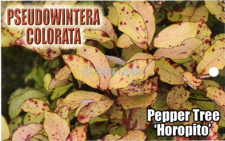 PSEUDOWINTERA Colorata - Click Image to Close