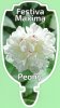 PAEONIA (Peony) Festiva Maxima