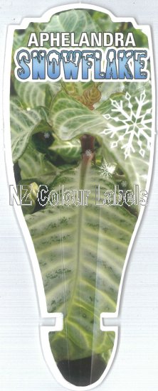 APHELANDRA 'Snowflake' - Click Image to Close