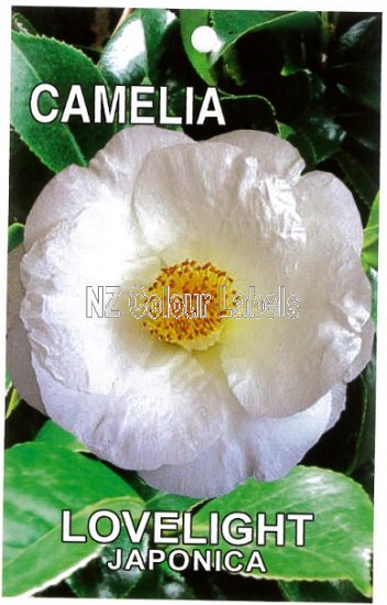 CAMELLIA Lovelight Japonica - Click Image to Close