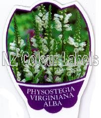 PHYSOSTEGIA virginiana Alba - Click Image to Close