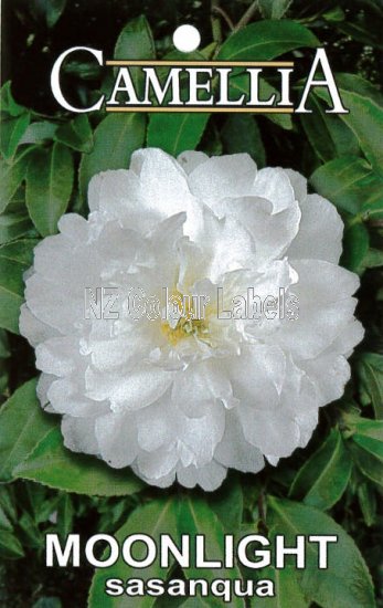 CAMELLIA Moonlight - Click Image to Close