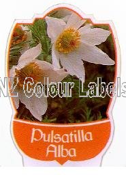 PULSATILLA vulgaris Alba - Click Image to Close