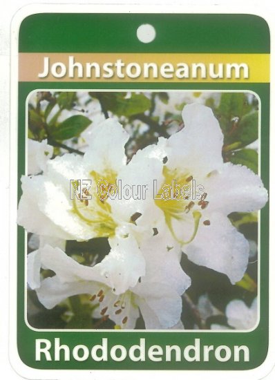 RHODODENDRON Johnstoneanum - Click Image to Close