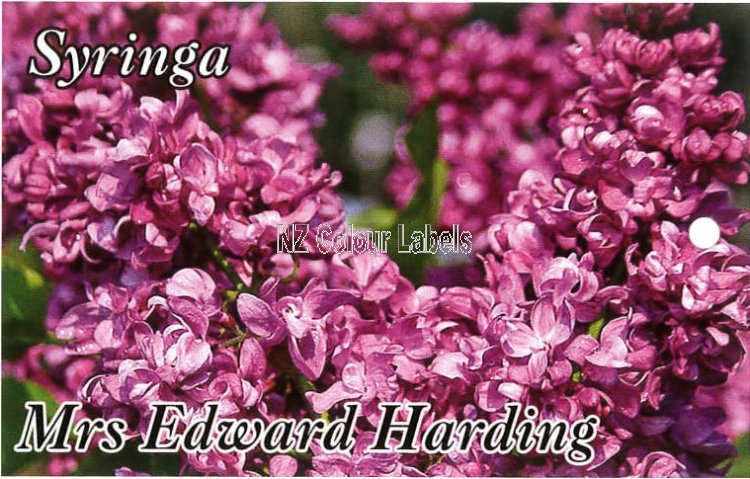 SYRINGA Mrs Edward Harding - Click Image to Close