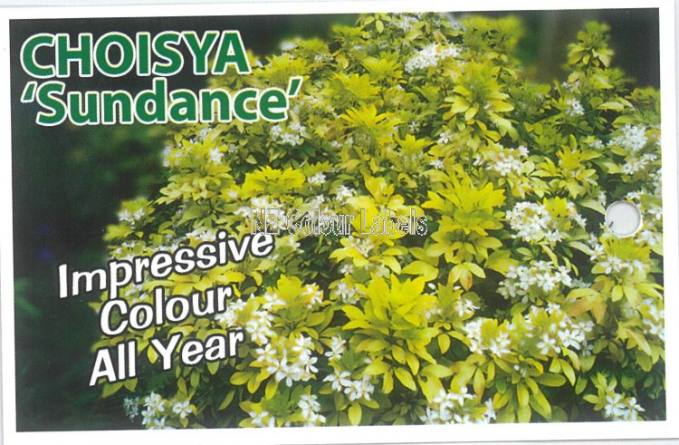 CHOYSIA Sundance - Click Image to Close