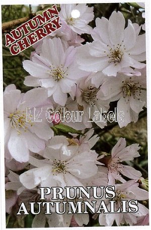 PRUNUS subhirtella Autumnalis - Click Image to Close