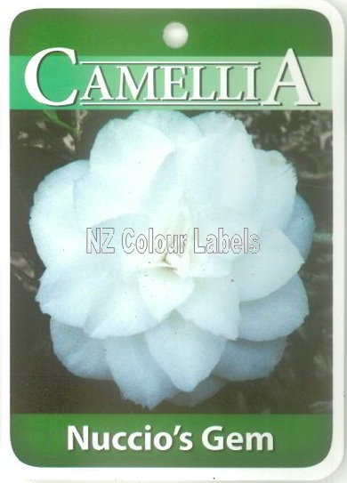 CAMELLIA Nuccios Gem Japonica - Click Image to Close