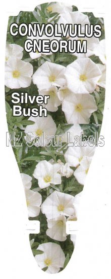 CONVOLVULUS CNEORUM (Silver Bush) - Click Image to Close