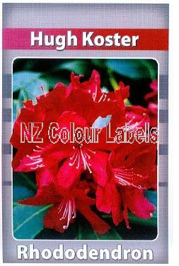 RHODODENDRON Hugh Koster - Click Image to Close