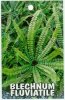 BLECHNUM fluviatile