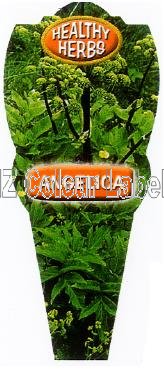 Angelica - Angelica Archangelica - Click Image to Close