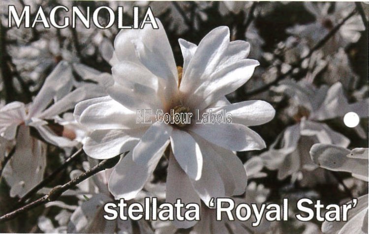 MAGNOLIA stellata 'Royal Star' - Click Image to Close