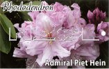 RHODODENDRON Admiral Piet Hein