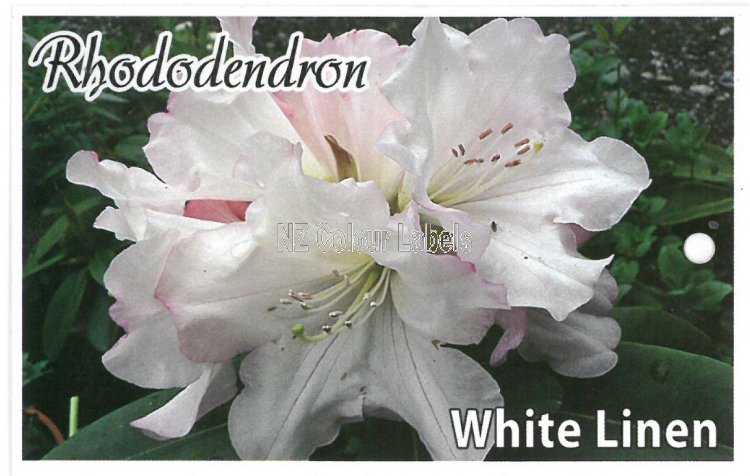 RHODODENDRON White Linen - Click Image to Close