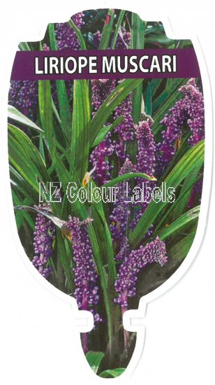 LIRIOPE muscari - Click Image to Close