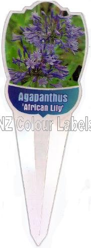 AGAPANTHUS praecox - Click Image to Close