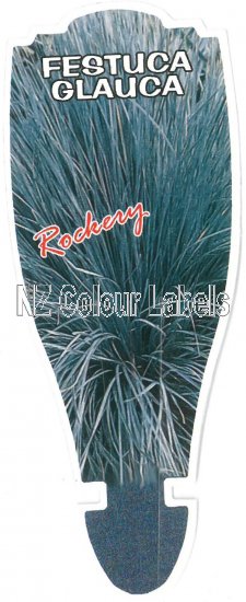 FESTUCA GLAUCA - Click Image to Close