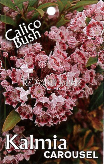 KALMIA latiflora CAROUSEL - Click Image to Close