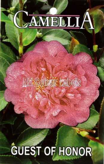 CAMELLIA Guest Of Honour Japonica - Click Image to Close