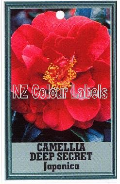 CAMELLIA Deep Secret Japonica - Click Image to Close