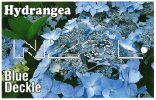 HYDRANGEA Blue Deckle