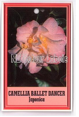 CAMELLIA Ballet Dancer Japonica - Click Image to Close