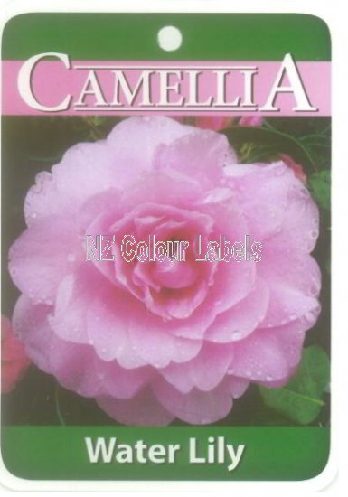 CAMELLIA Water Lily Hybrid - Click Image to Close