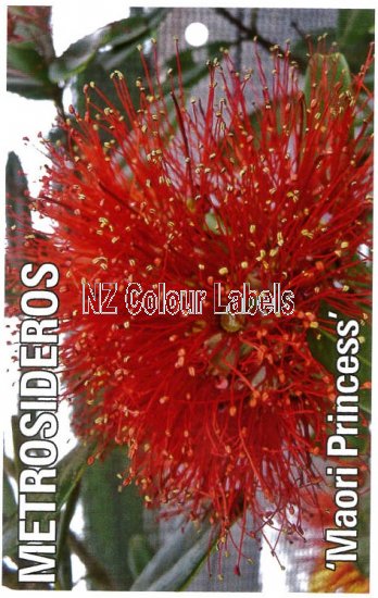 METROSIDEROS Maori Princess - Click Image to Close