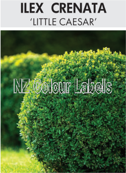 ILEX CRENATA LITTLE CAESAR - Click Image to Close