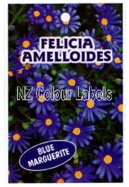 FELICIA amelloides - Click Image to Close