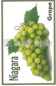 GRAPE Niagara - Click Image to Close