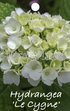 HYDRANGEA Le Cygne - Click Image to Close