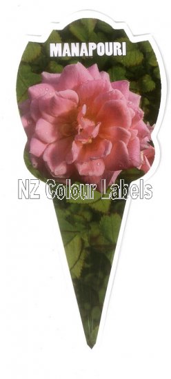 ROSE MINIATURE Manapouri - Click Image to Close