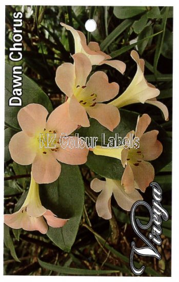 RHODODENDRON vireya Dawn Chorus - Click Image to Close