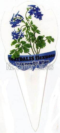 CORYDALIS flexuosa Heavenly Blue - Click Image to Close