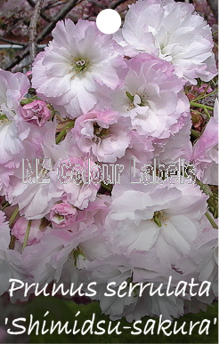 PRUNUS Shimidsu Sakura - Click Image to Close