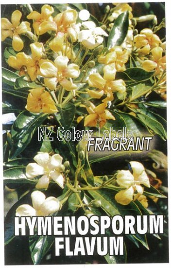 HYMENOSPORUM flavum - Click Image to Close