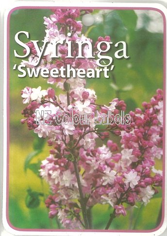 Syringa Sweetheart - Click Image to Close