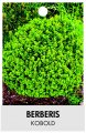 BERBERIS thunbergii KOBOLD BERBERIS thunbergii KOBOLD