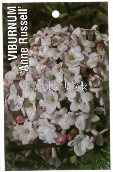 VIBURNUM Anne Russell - Click Image to Close