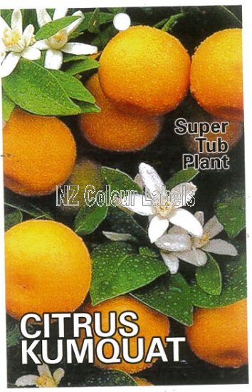 KUMQUAT Kumquat - Click Image to Close