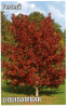 LIQUIDAMBAR sty. Festerii