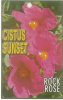 CISTUS Sunset