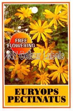 EURYOPS pectinatus - Click Image to Close