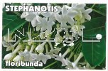 STEPHANOTIS floribunda