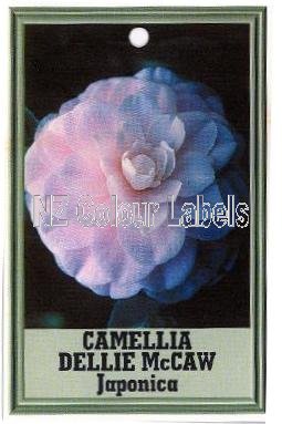 CAMELLIA Dellie Mccaw Japonica - Click Image to Close